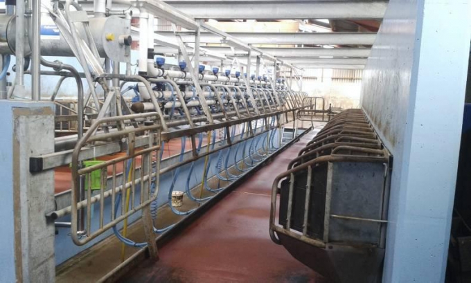Dairylink: Feeding for condition score rather than milk yield in Co Down