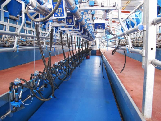 Dairylink: Calf rearing properly reduces costs and improves labour efficiency