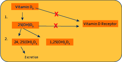 The Vitamin D Pathway