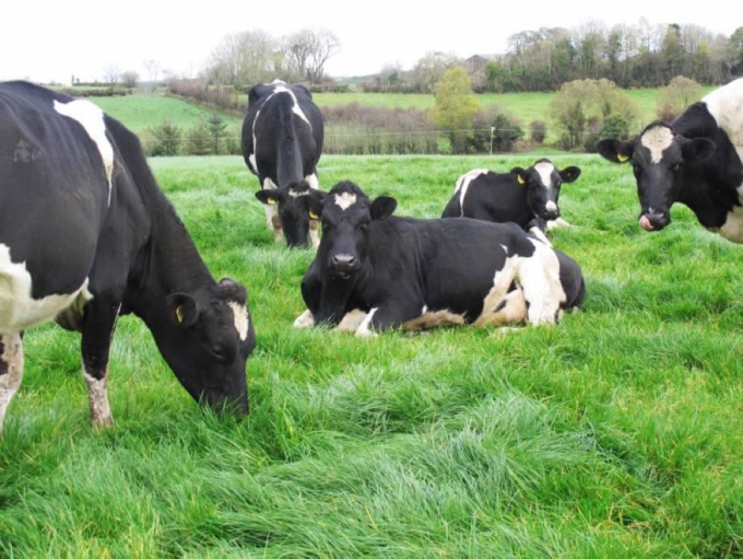 Dairylink farms plan ahead to manage cash squeeze