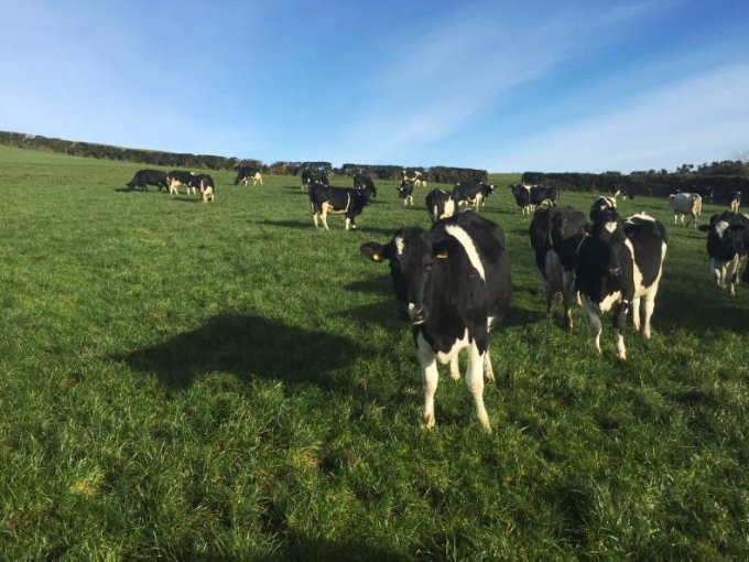 Dairylink: Value of early grass in a difficult spring