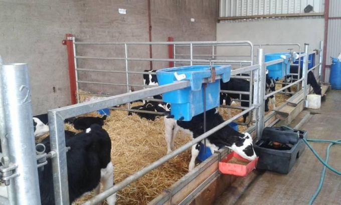 Dairylink: Fertility management and using the right genetics are key to better fertility