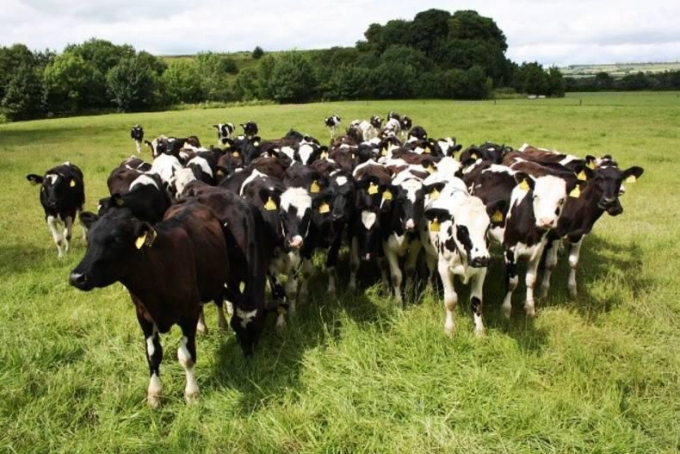 Dairylink: Performance review for 2015, plans for 2016